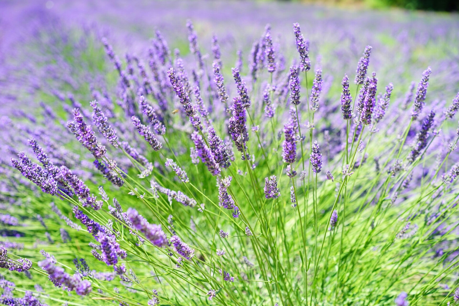 Eterično ulje Lavanda 10 ml