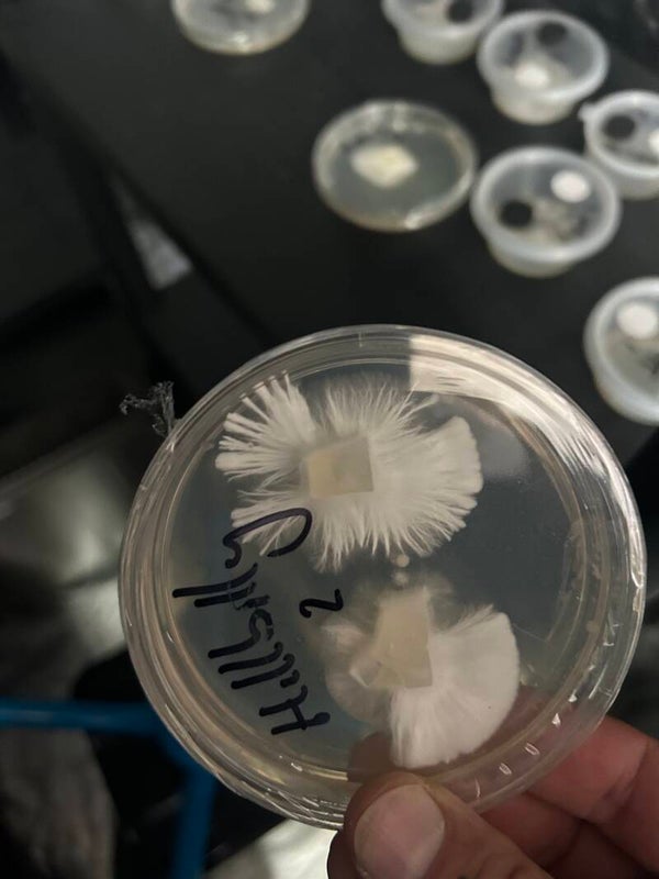 Genetics Sample