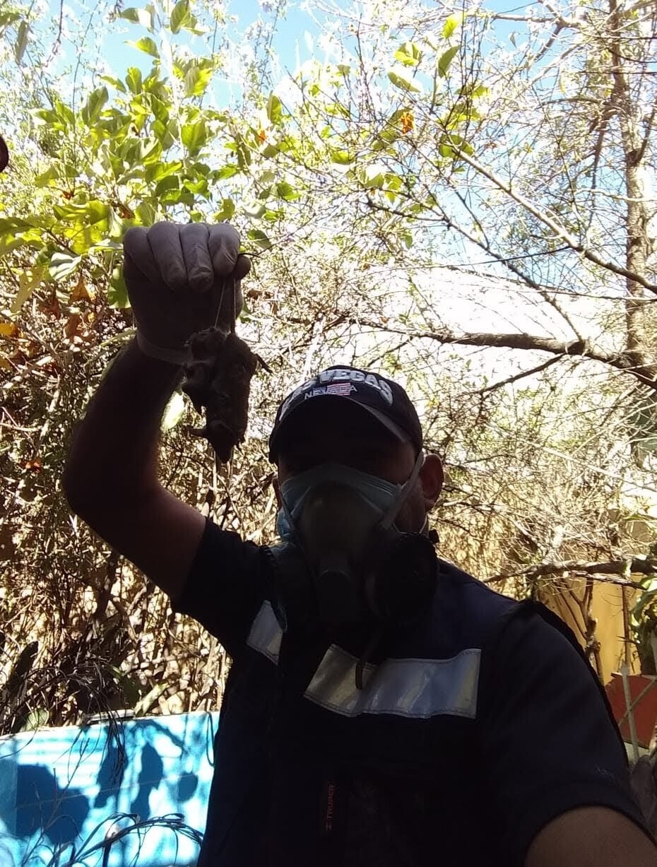 caza ratas a domicilio 24 horas en la ciudad servicio profesional para eliminar ratas en cualquier domicilio control de ratas urgente a domicilio durante 24 horas exterminación de ratas profesional rápida segura y efectiva expertos en captura y eliminació