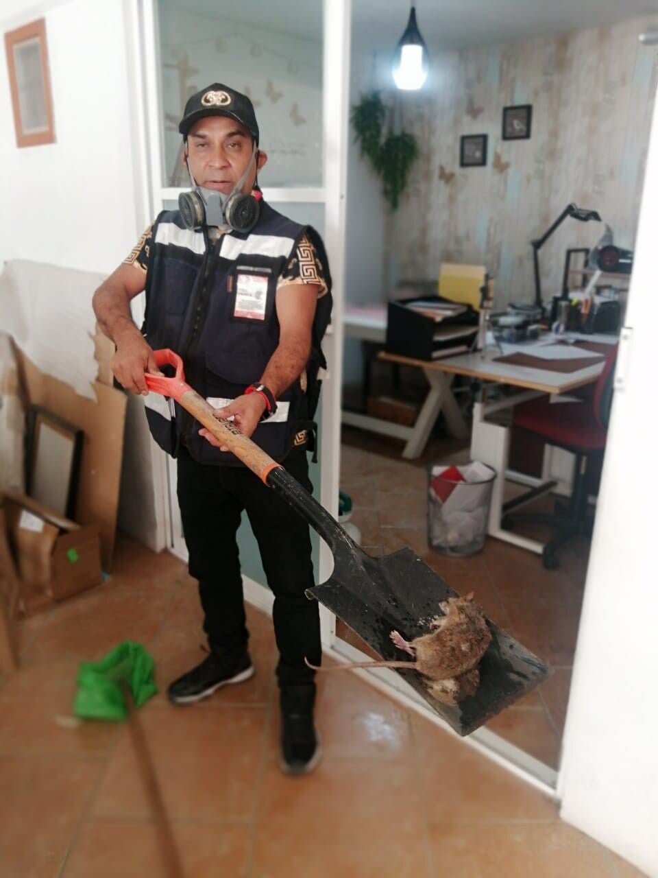 caza de ratas urgente las 24 horas control de ratas urgente las 24 horas exterminio de ratas urgente las 24 horas eliminación de ratas urgente las 24 horas servicio contra ratas urgente las 24 horas fumigación de ratas urgente las 24 horas exterminador de