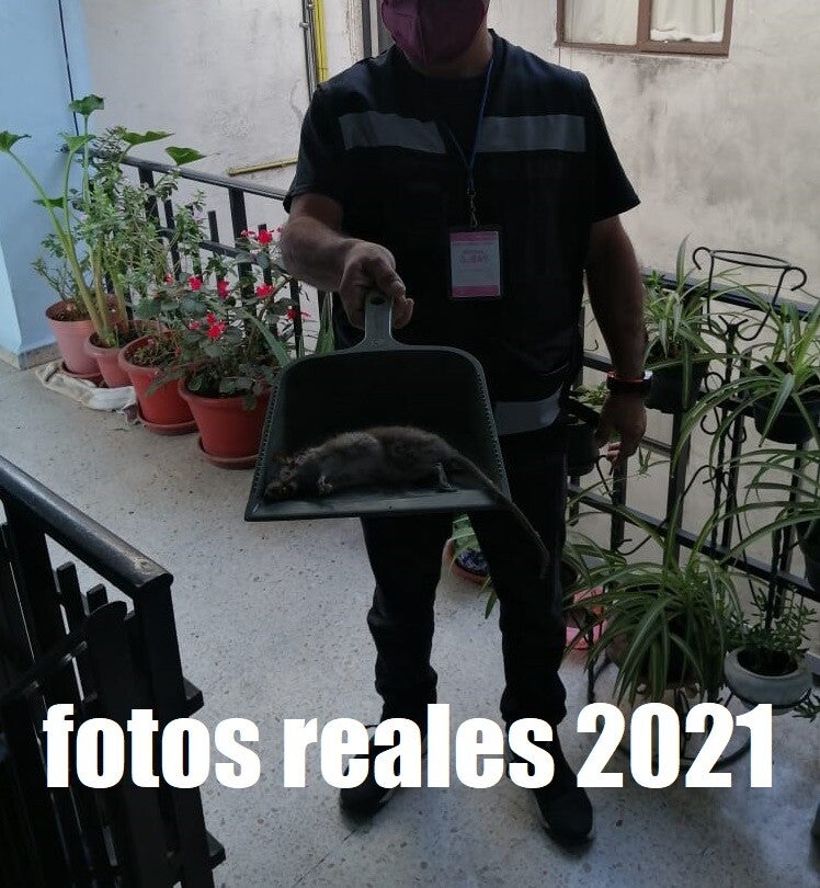 exterminador de ratas profesional en Ciudad de México control de plagas para ratas en CDMX servicio profesional contra ratas en Ciudad de México fumigación especializada para eliminar ratas en CDMX rápidamente expertos en control de roedores para hogares 