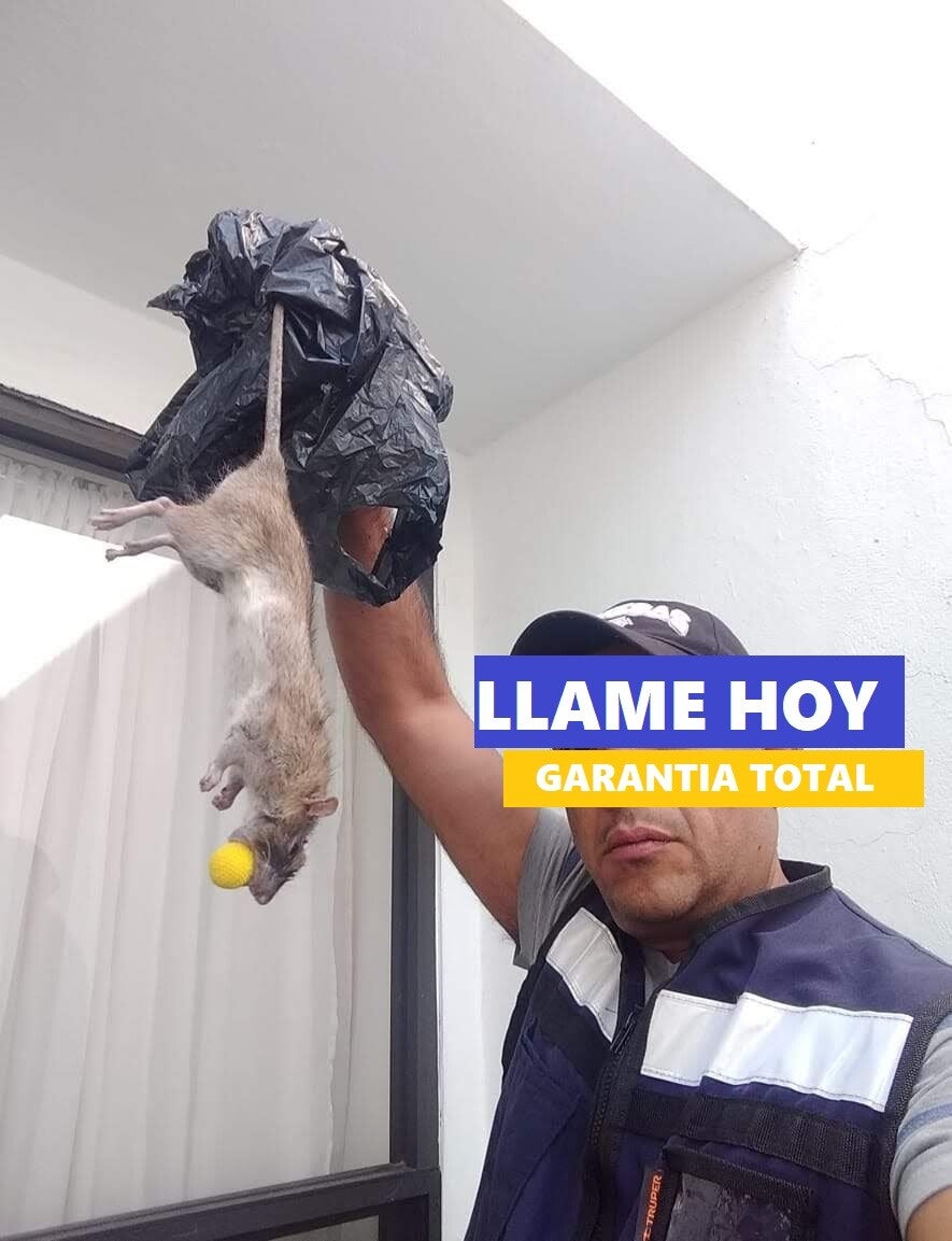 caza de ratas urgente las 24 horas control de ratas urgente las 24 horas exterminio de ratas urgente las 24 horas eliminación de ratas urgente las 24 horas servicio contra ratas urgente las 24 horas fumigación de ratas urgente las 24 horas exterminador de