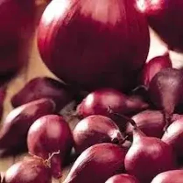Onion Red