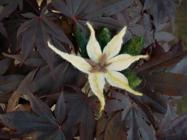 Vilten haarbloem. Klein. Wit/geel.