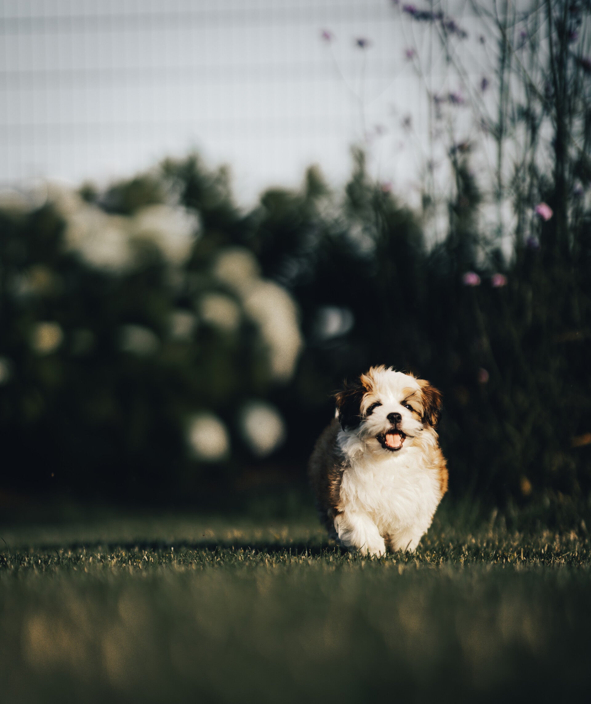 _52a8566-standard.jpg