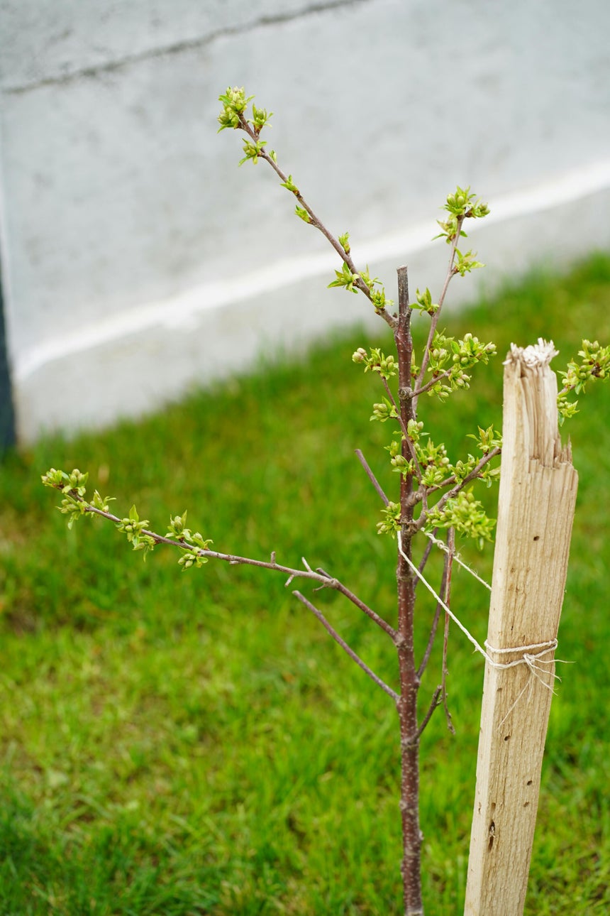 afbeelding van een klein boompje aan een houten lat in de grond met als doel groeien