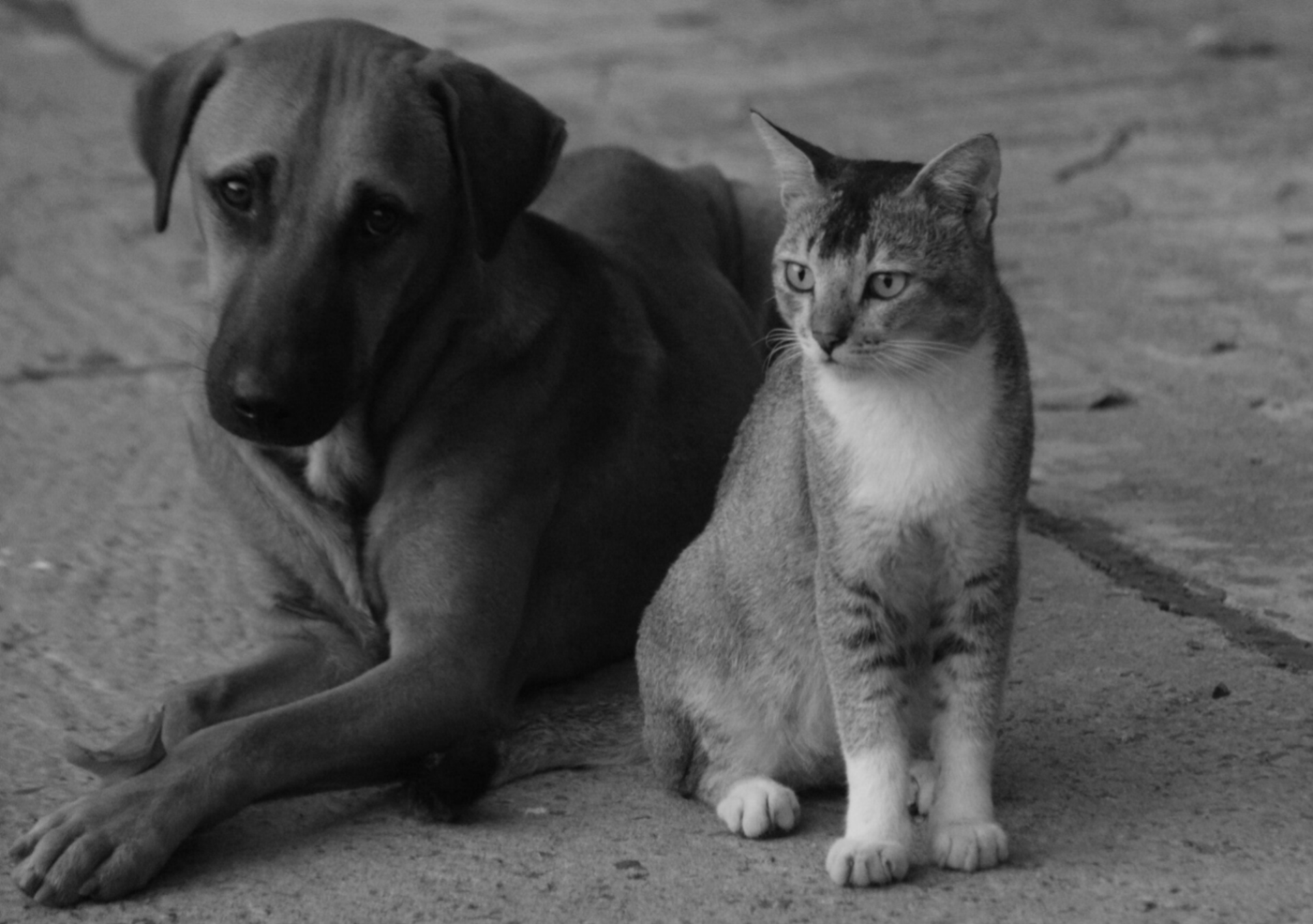 Zwerfhond en zwerfkat op straat