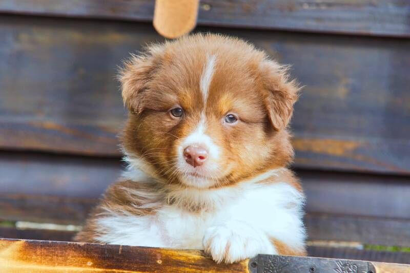 Aussie Welpen bei den Colored Angel`s