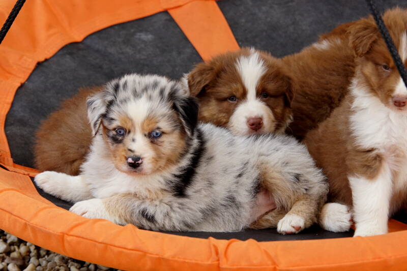 Aussie Babys - Colored Angel