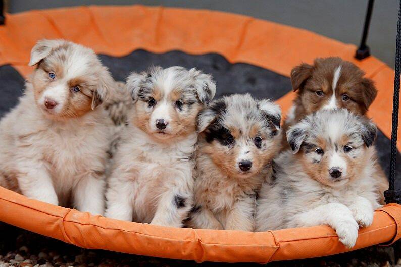 Aussie Züchter in Rheinland Pfalz