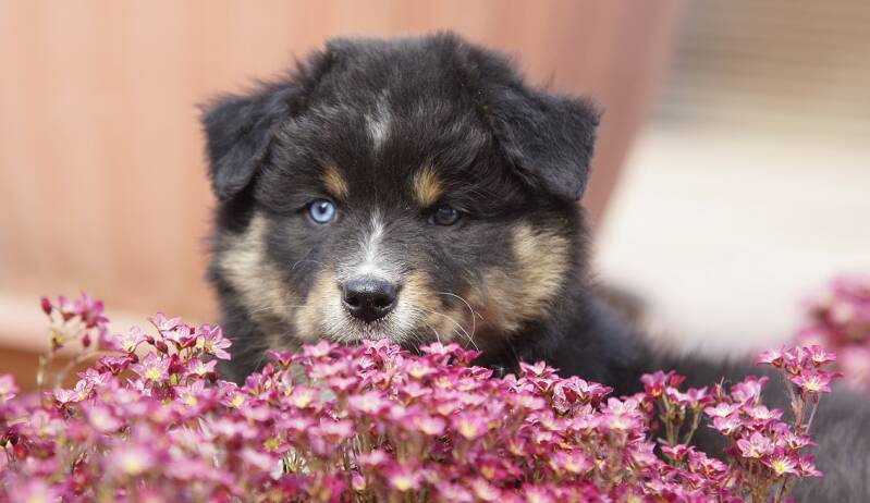 Aussie Welpe Black Tri