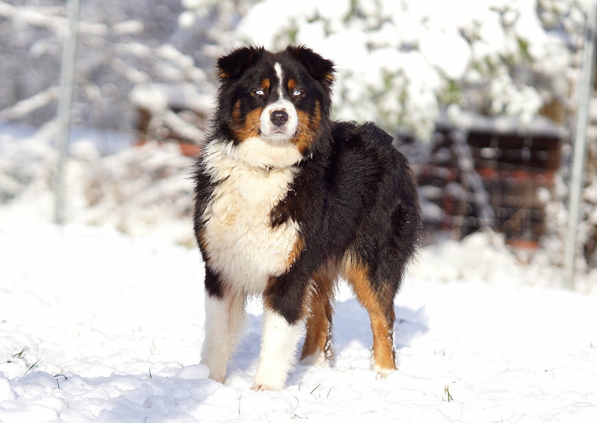 Australian Shepherd Hündin Betty