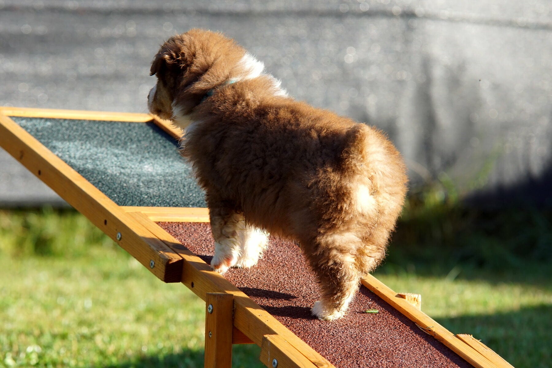 Welpenprägung Wippe