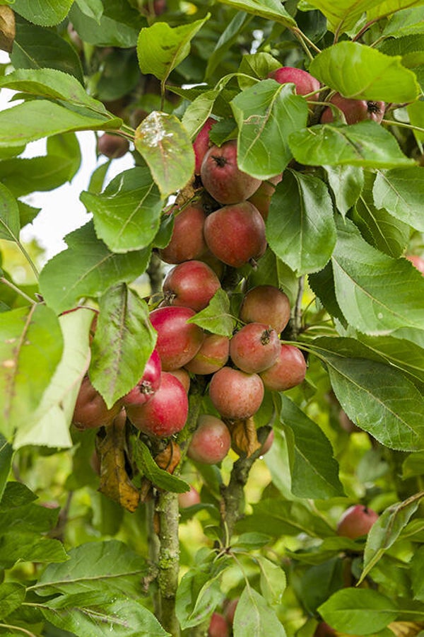 'Spartan' Handzame appelboom (spil) hoogte  30 cm