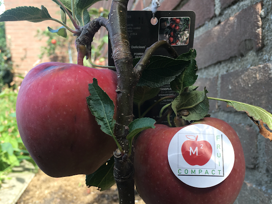 kleine appelboompjes b;ijven niet altijd klein