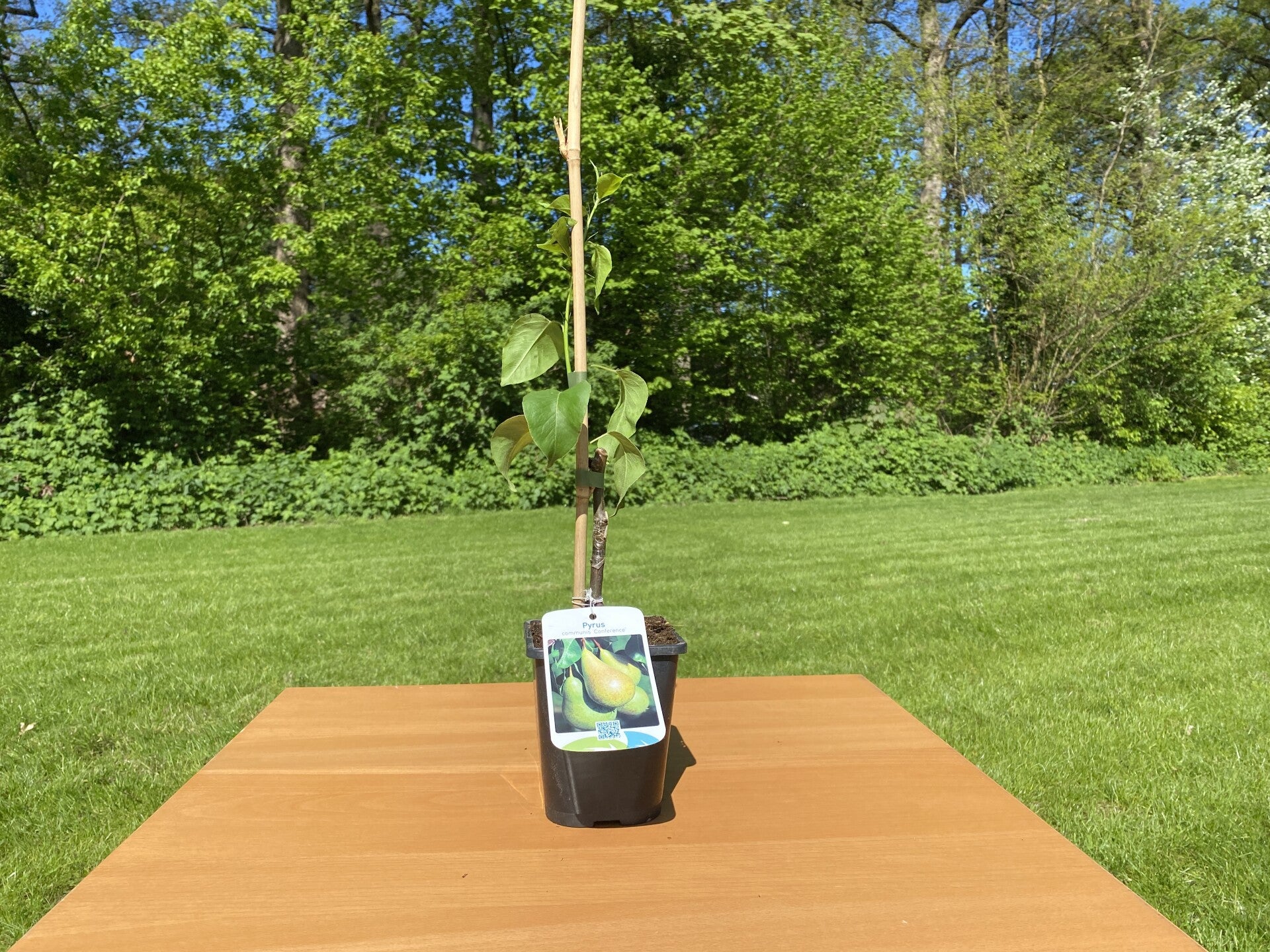 klein budget fruitboom