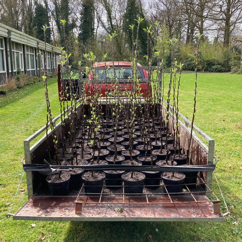 red spur delicious scherp geprijsd