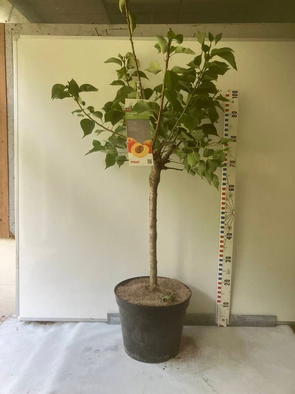 Mini abrikoos "Garden Aprigold" (grote maat)