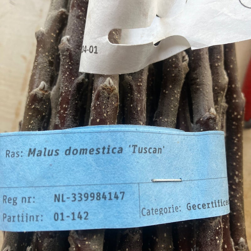 Ballerina appelboom Bolero enten