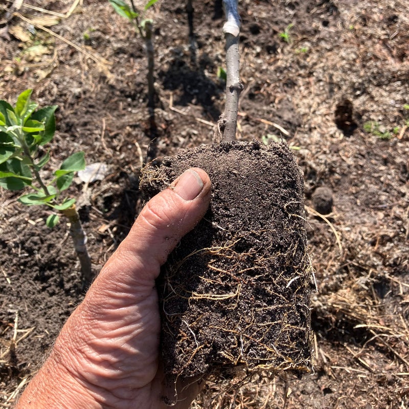 Ballerina bio appelboompjes