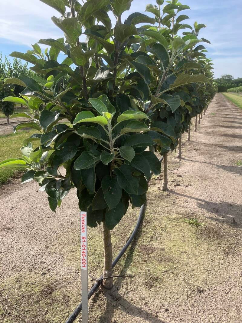 Bolero ballerina appel