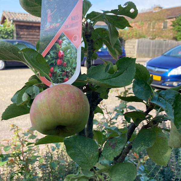 'Charlotte' Ballerina appelboom