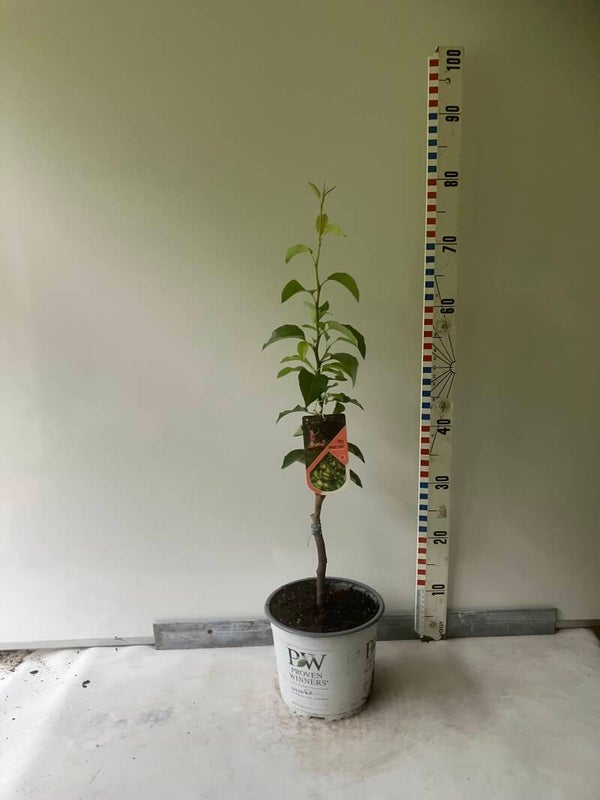 Condo 50/60 cm
