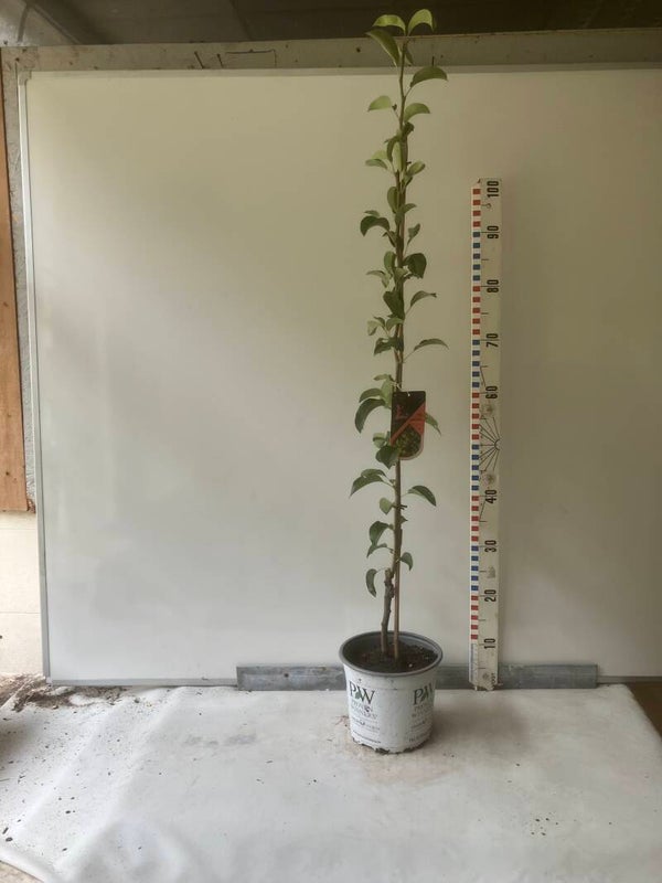 Condo 60/80 cm