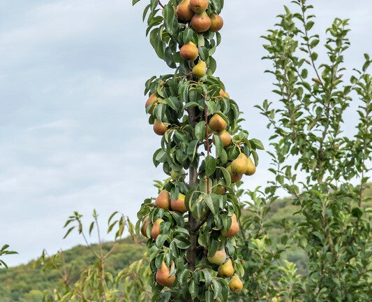 Compact Fruit