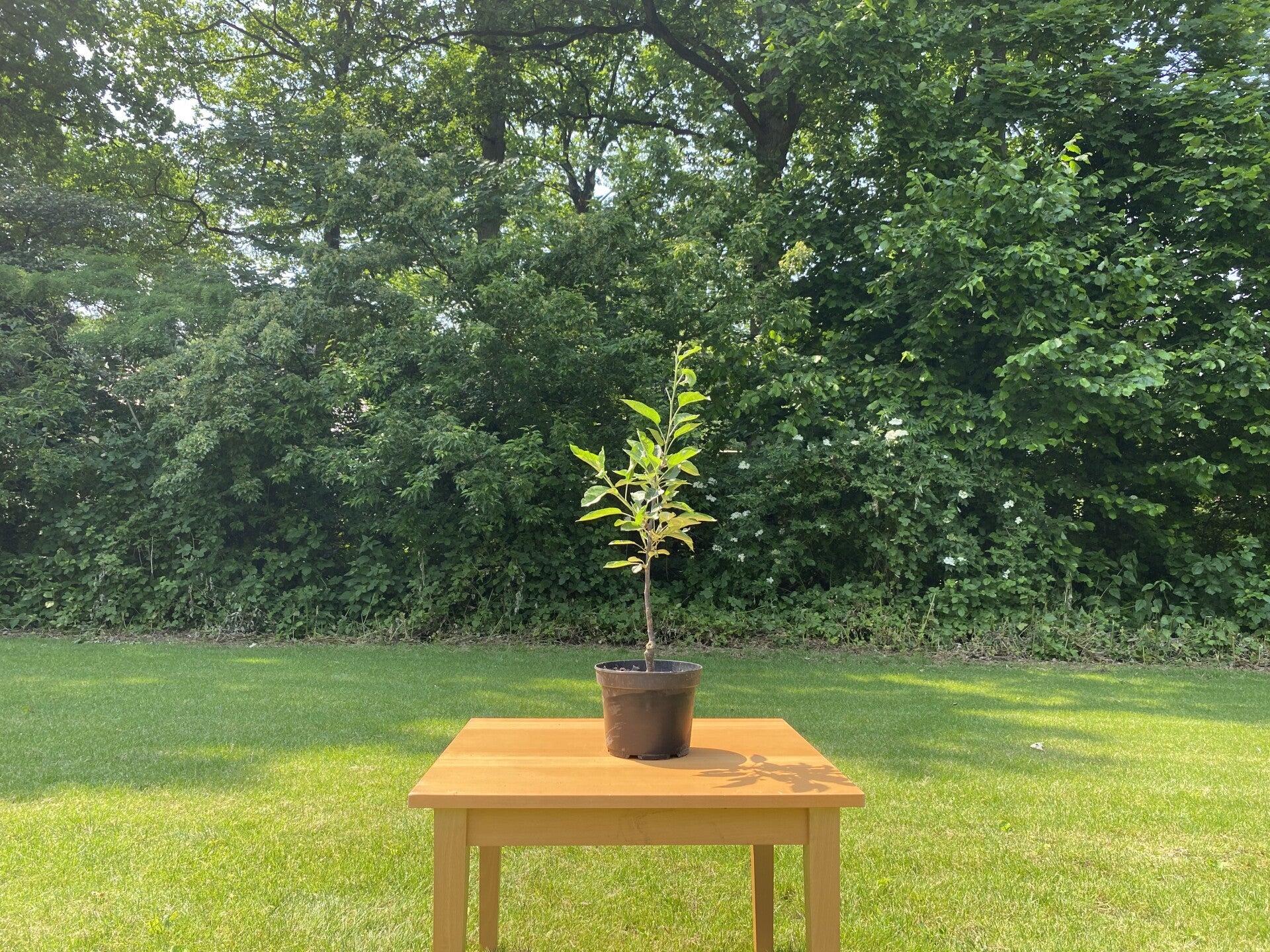 Handzame compact fruitbomen