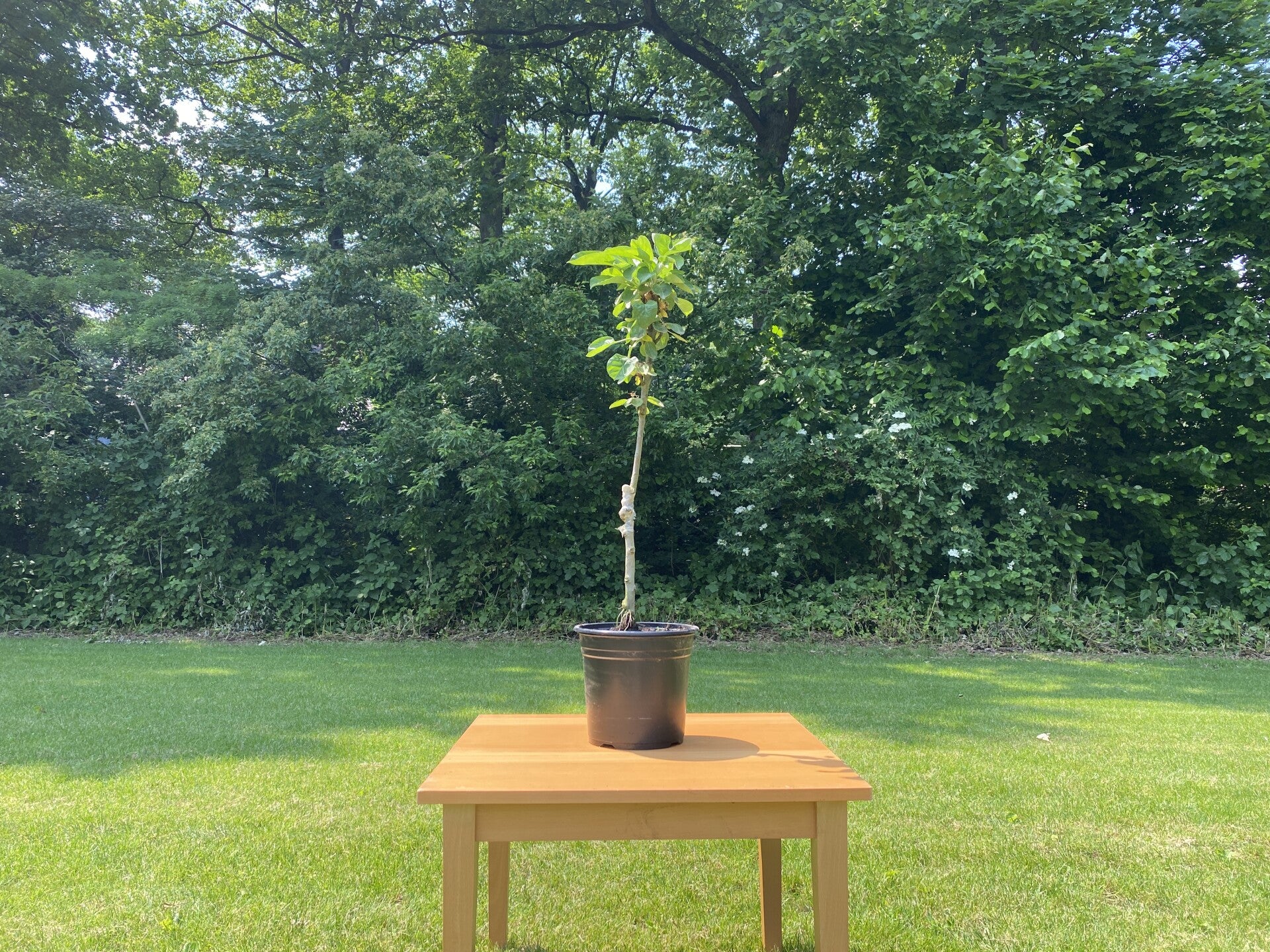 ECHTE zuilfruitbomen