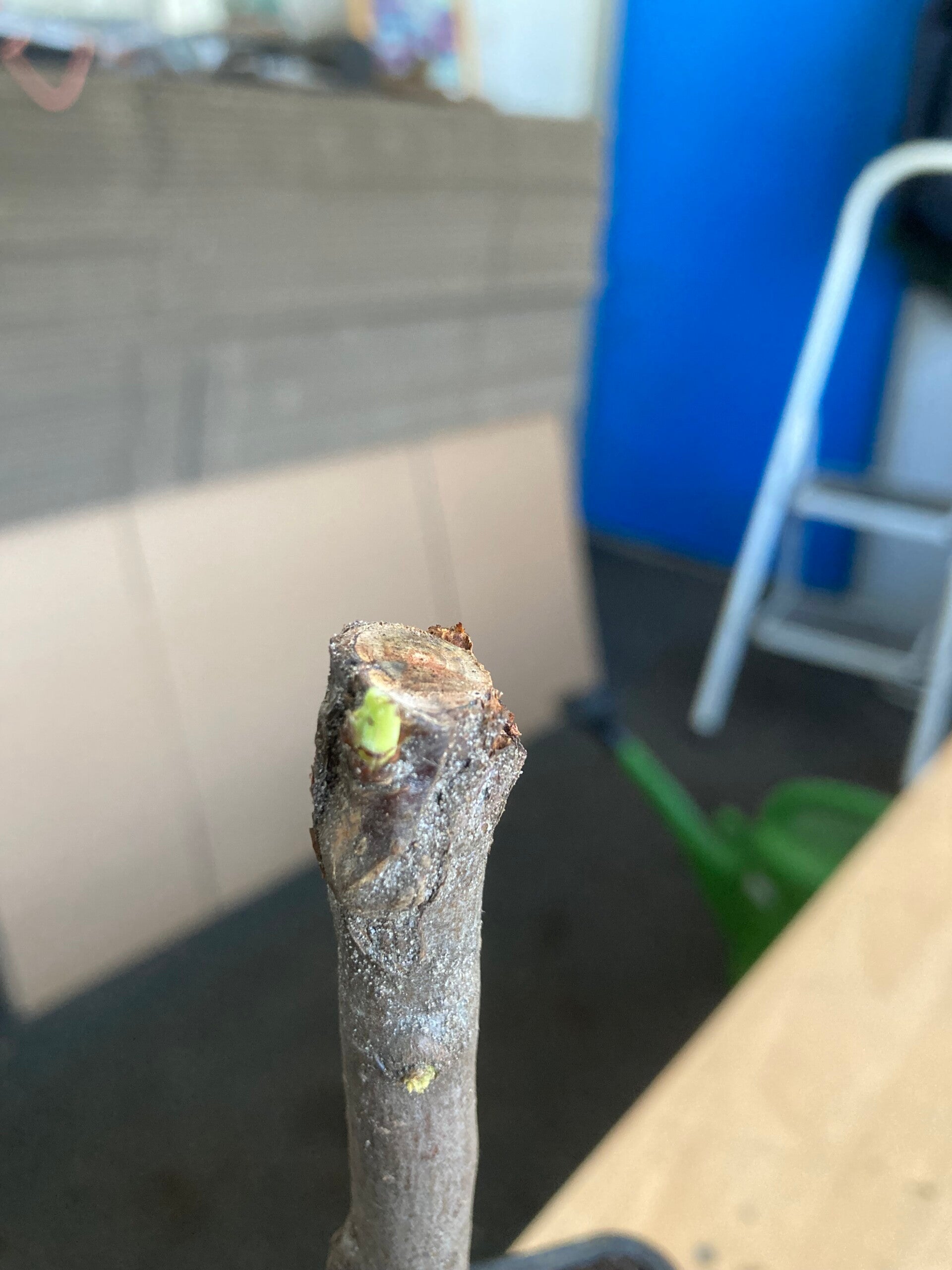 Ballerina appel kordona