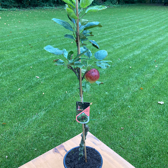 ballerina appelboompje leuk om cadeau te krijgen 