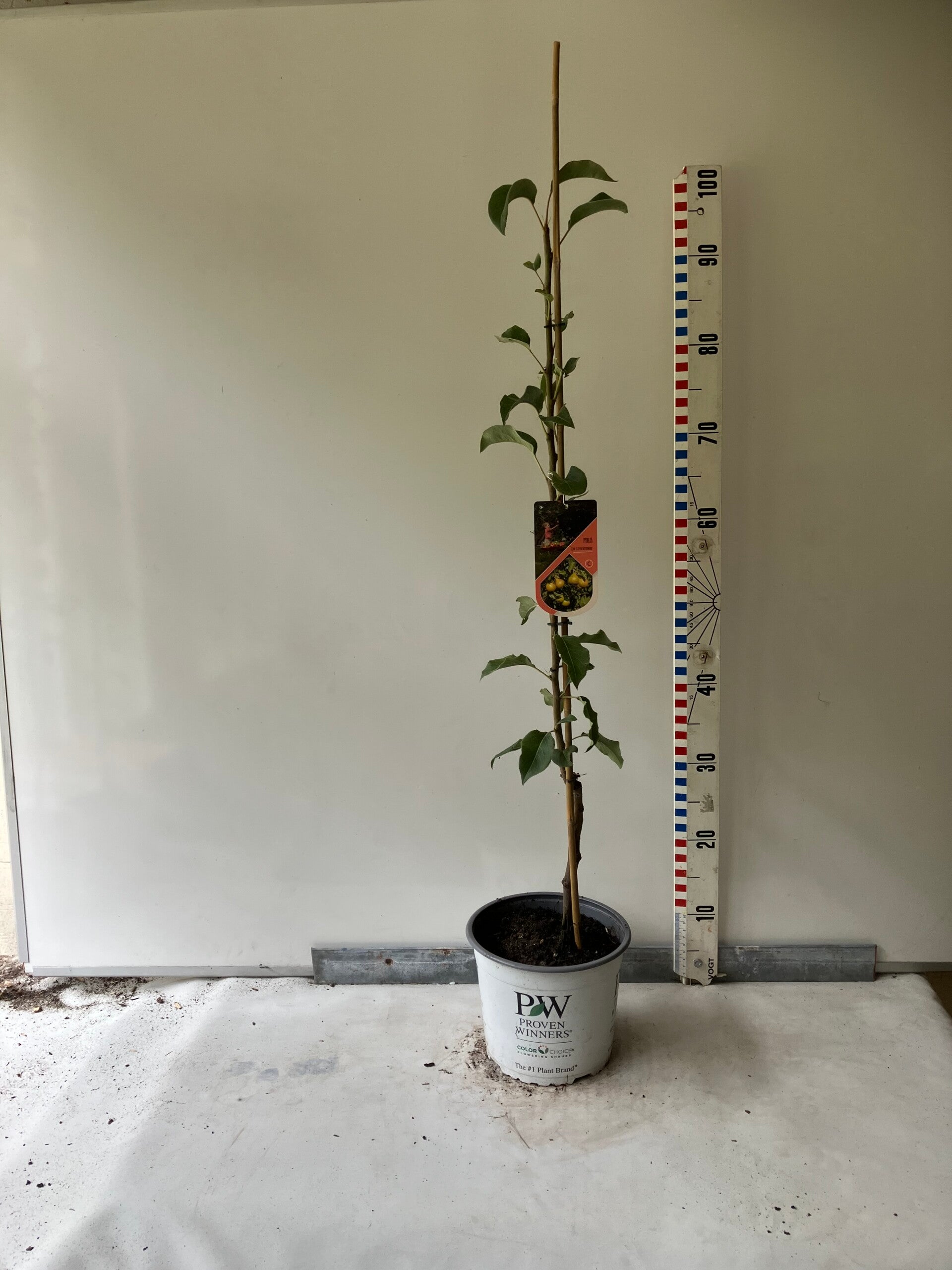 Gieser Wildeman 60/80 (spil)