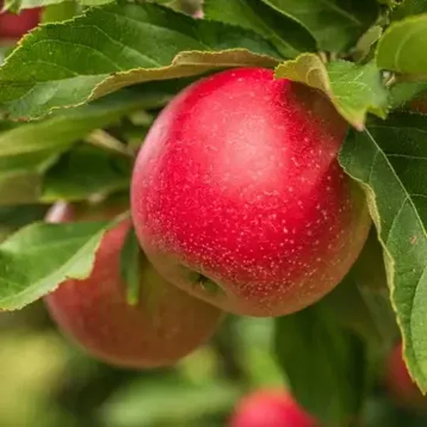 Handzame appelboom Discovery