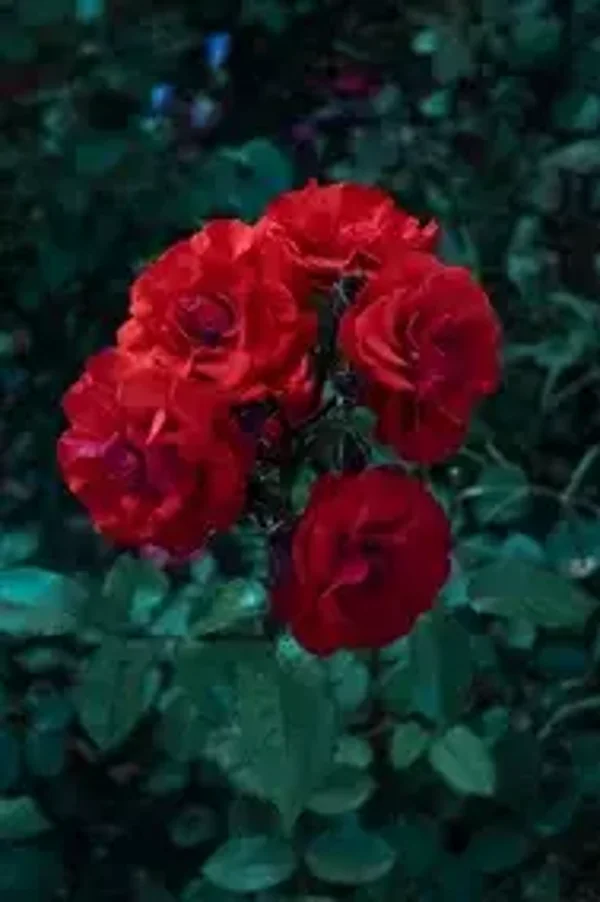 stamroos "Happy wanderer" 70 cm