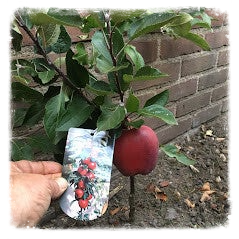 Red spur delicious biologisch