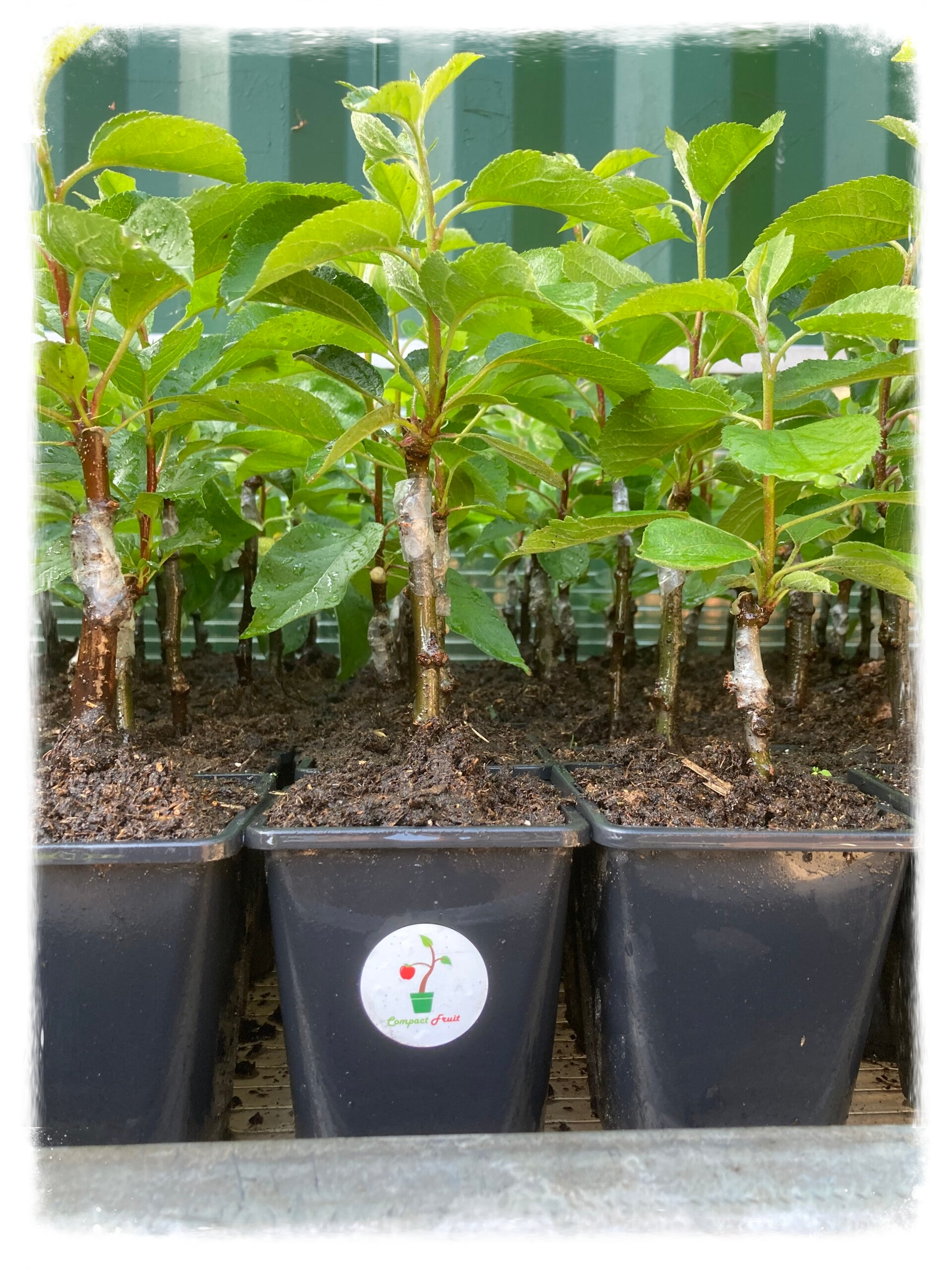 goedkope bio mini fruitboompjes