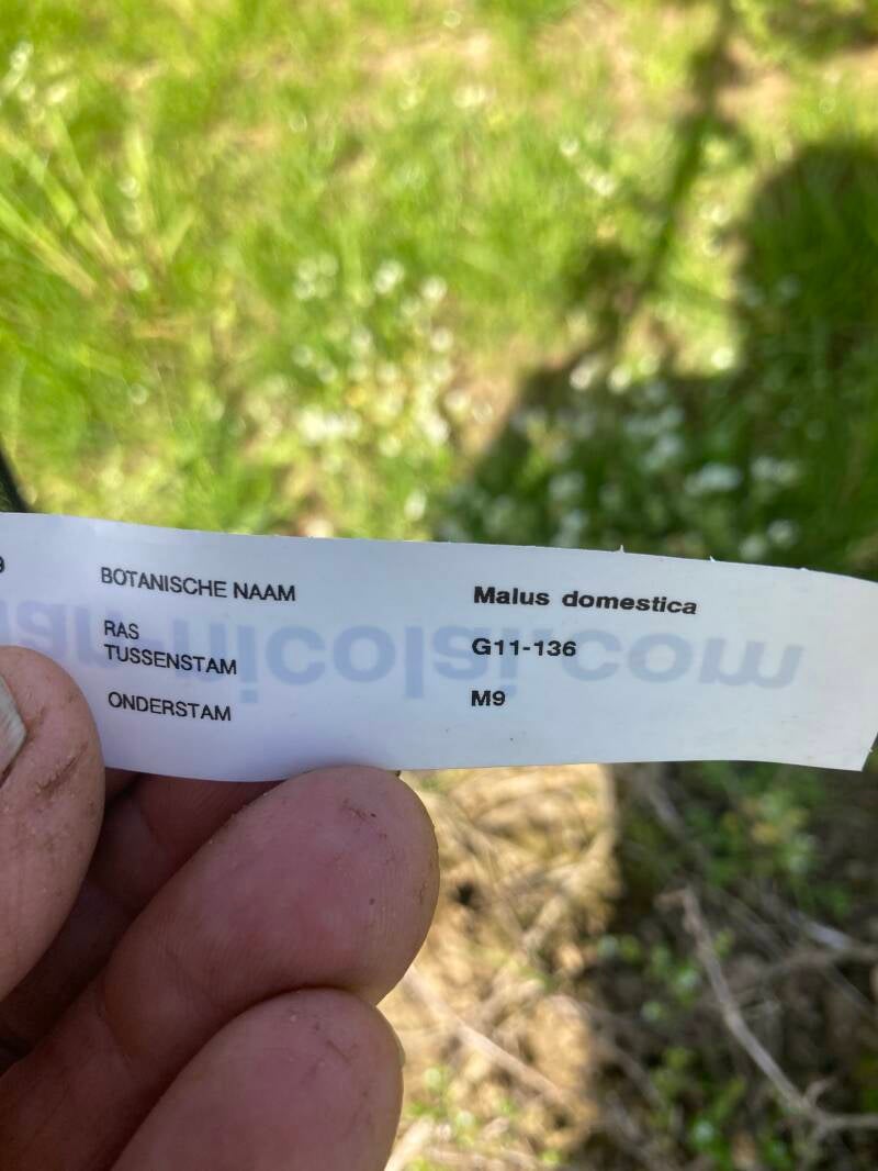 Ballerina appelboom met roodvlezige appels