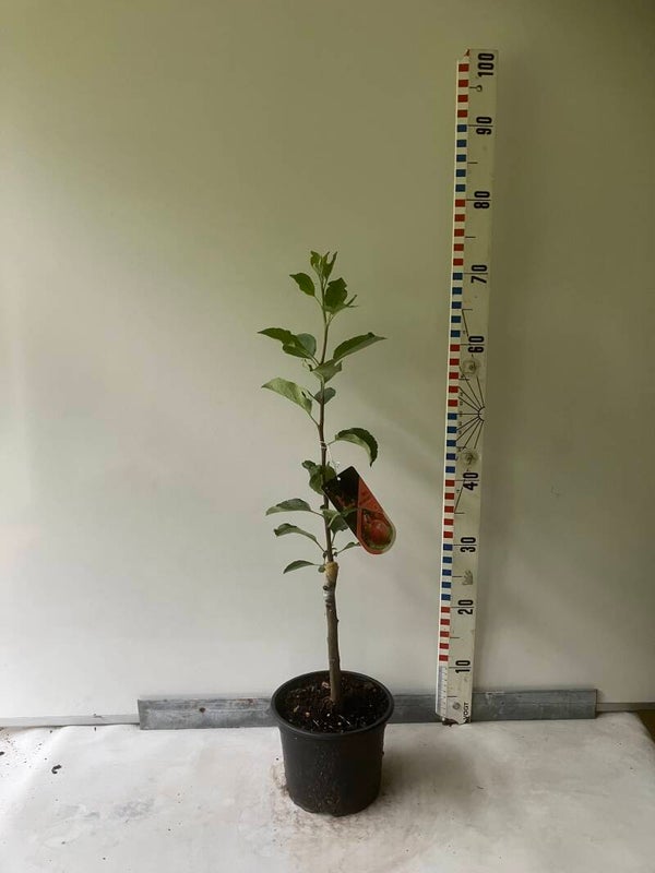 James Grieve 50/60 cm