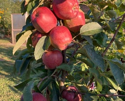 Compact Fruit