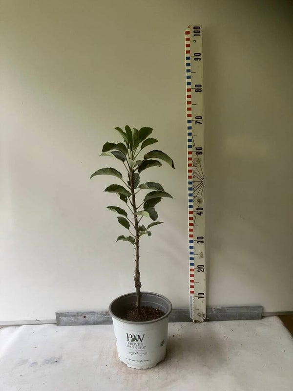 Pilaar  appelboom Jucunda