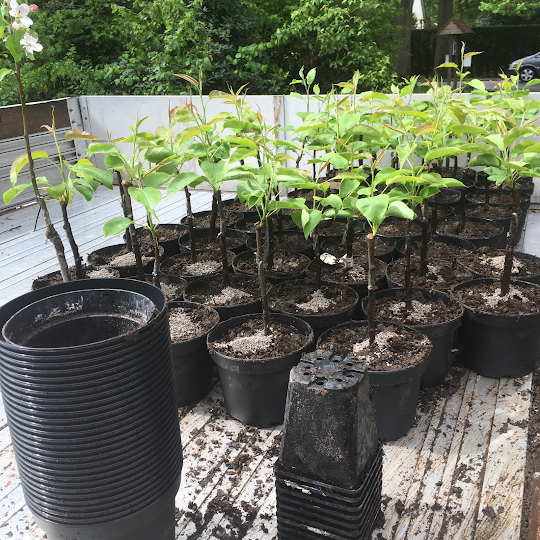 Echt compact blijvende fruitboom