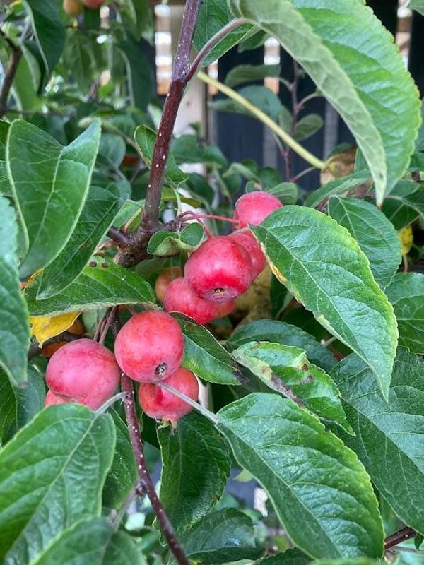 'Malus Evereste' Sierappel (geen mini boom)