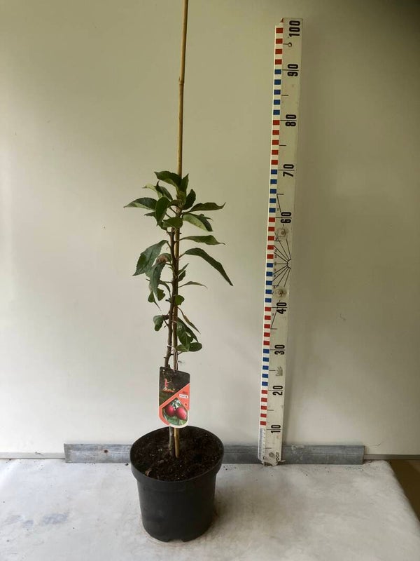 Mini appelboompje Merlin
