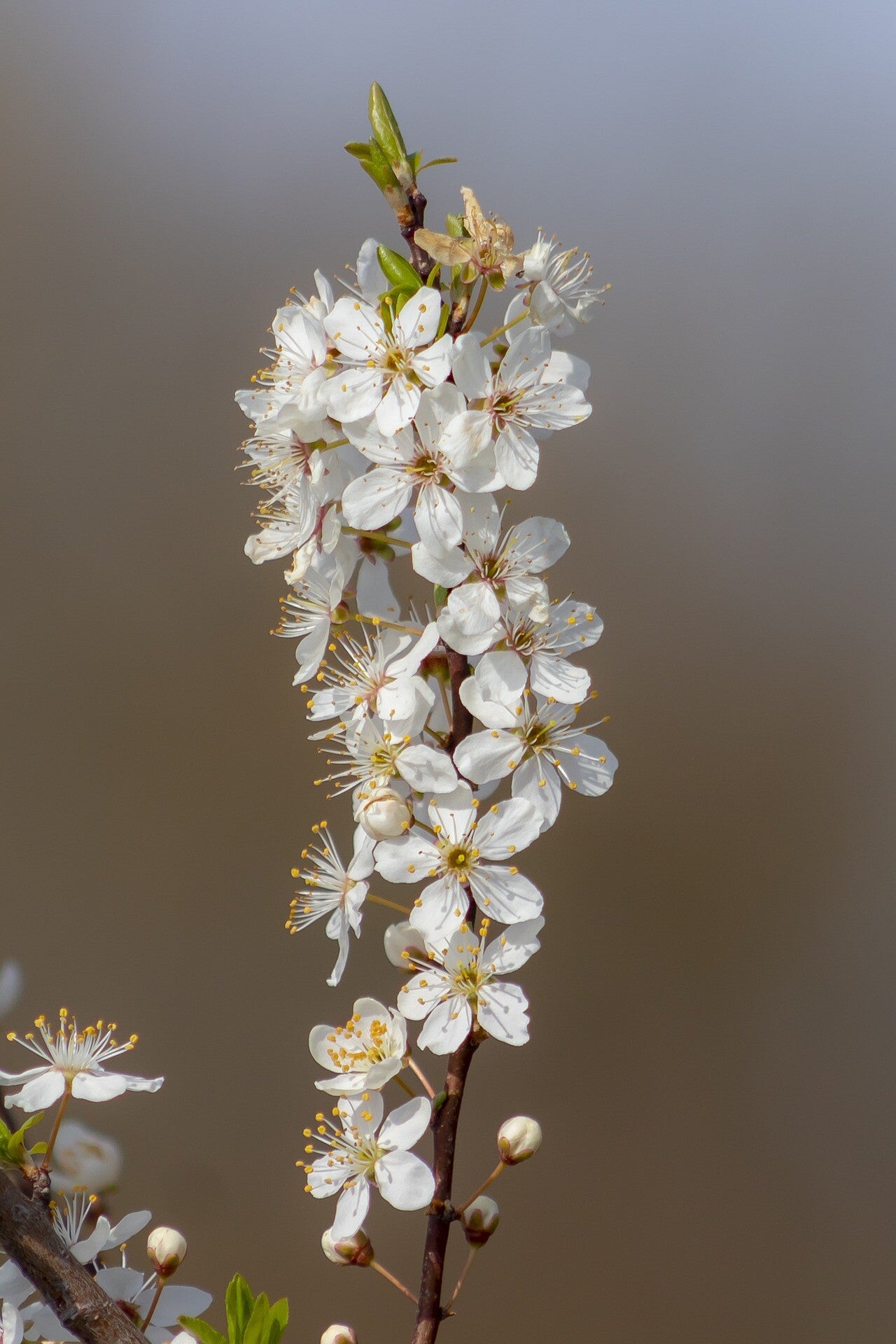 'Mirabelle Ruby' Zuil-pruimenboom 60/80 cm