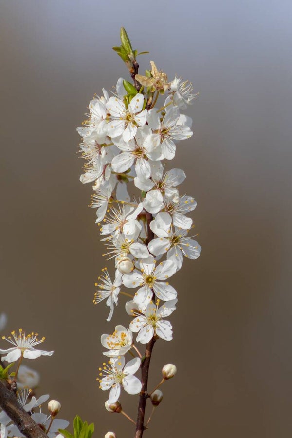 'Mirabelle Ruby' Zuil-pruimenboom 60/80 cm