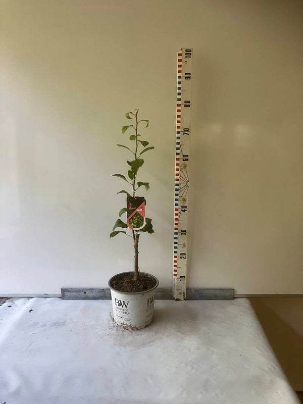 obelisk  40/50