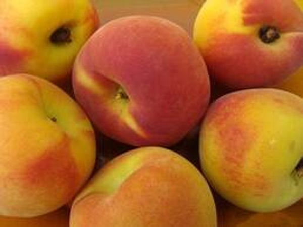 'Melred' Handzame perzikboom