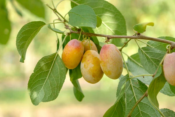 Handzame pruimenboom prunus Aprimera